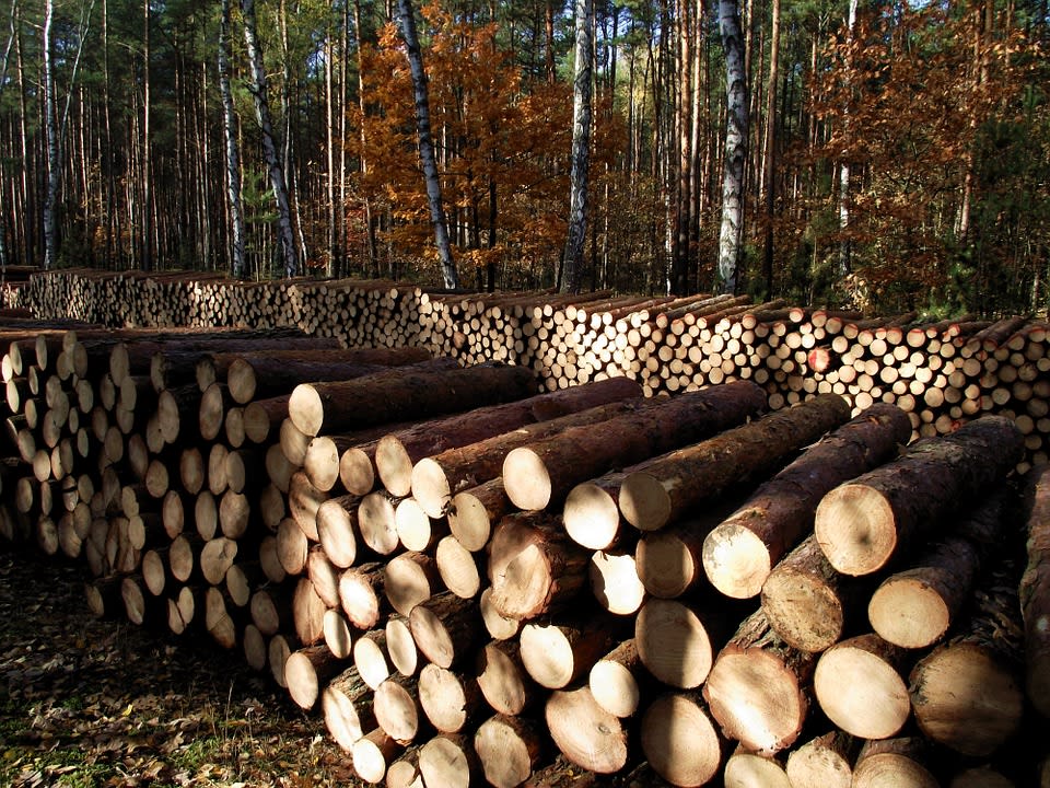 Main Image for article Environmental Benefits of Wood